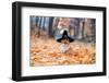 Cute Corgi Dog in Fancy Black Hat Sitting in Autumn Park with Pumpkin for Halloween-Nataba-Framed Photographic Print