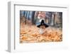 Cute Corgi Dog in Fancy Black Hat Sitting in Autumn Park with Pumpkin for Halloween-Nataba-Framed Photographic Print