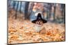 Cute Corgi Dog in Fancy Black Hat Sitting in Autumn Park with Pumpkin for Halloween-Nataba-Mounted Photographic Print