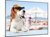 Cute Dog in Sunglasses Drink Cocktail-igorr-Mounted Photographic Print