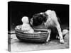 Cute Dog Licking Baby Girl (6-11 Moths) Sitting in Basket-null-Stretched Canvas