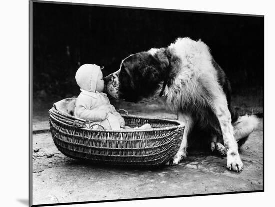 Cute Dog Licking Baby Girl (6-11 Moths) Sitting in Basket-null-Mounted Photographic Print