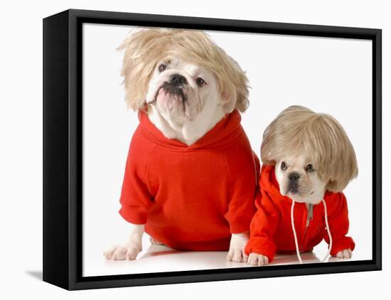 Cute Dogs Wearing Exercise Clothing - English and French Bulldogs-Willee Cole-Framed Stretched Canvas