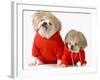 Cute Dogs Wearing Exercise Clothing - English and French Bulldogs-Willee Cole-Framed Premium Photographic Print