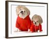 Cute Dogs Wearing Exercise Clothing - English and French Bulldogs-Willee Cole-Framed Premium Photographic Print