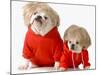 Cute Dogs Wearing Exercise Clothing - English and French Bulldogs-Willee Cole-Mounted Premium Photographic Print