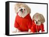 Cute Dogs Wearing Exercise Clothing - English and French Bulldogs-Willee Cole-Framed Stretched Canvas