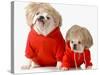 Cute Dogs Wearing Exercise Clothing - English and French Bulldogs-Willee Cole-Stretched Canvas