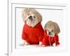 Cute Dogs Wearing Exercise Clothing - English and French Bulldogs-Willee Cole-Framed Photographic Print