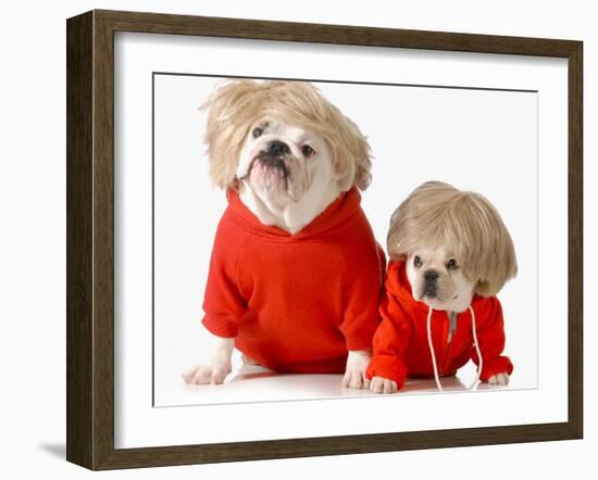 Cute Dogs Wearing Exercise Clothing - English and French Bulldogs-Willee Cole-Framed Photographic Print