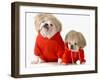 Cute Dogs Wearing Exercise Clothing - English and French Bulldogs-Willee Cole-Framed Photographic Print