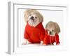 Cute Dogs Wearing Exercise Clothing - English and French Bulldogs-Willee Cole-Framed Photographic Print