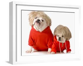 Cute Dogs Wearing Exercise Clothing - English and French Bulldogs-Willee Cole-Framed Photographic Print