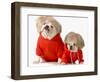 Cute Dogs Wearing Exercise Clothing - English and French Bulldogs-Willee Cole-Framed Photographic Print