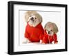 Cute Dogs Wearing Exercise Clothing - English and French Bulldogs-Willee Cole-Framed Photographic Print