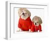 Cute Dogs Wearing Exercise Clothing - English and French Bulldogs-Willee Cole-Framed Photographic Print