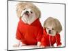 Cute Dogs Wearing Exercise Clothing - English and French Bulldogs-Willee Cole-Mounted Photographic Print
