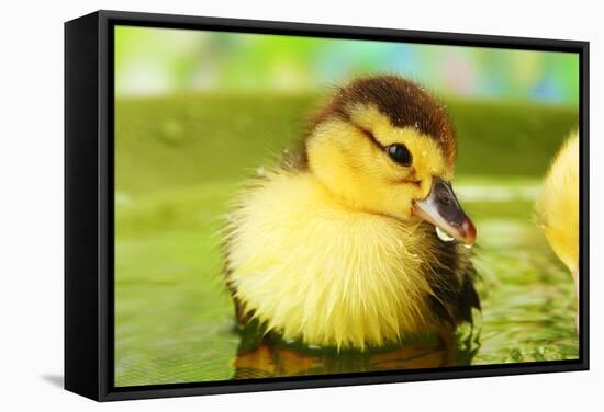 Cute Ducklings Swimming, On Bright Background-Yastremska-Framed Stretched Canvas