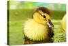 Cute Ducklings Swimming, On Bright Background-Yastremska-Stretched Canvas