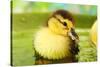 Cute Ducklings Swimming, On Bright Background-Yastremska-Stretched Canvas