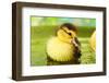 Cute Ducklings Swimming, On Bright Background-Yastremska-Framed Photographic Print