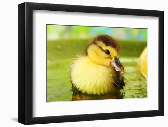 Cute Ducklings Swimming, On Bright Background-Yastremska-Framed Photographic Print