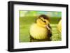 Cute Ducklings Swimming, On Bright Background-Yastremska-Framed Photographic Print