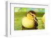 Cute Ducklings Swimming, On Bright Background-Yastremska-Framed Photographic Print