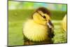 Cute Ducklings Swimming, On Bright Background-Yastremska-Mounted Photographic Print