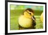 Cute Ducklings Swimming, On Bright Background-Yastremska-Framed Photographic Print