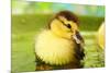 Cute Ducklings Swimming, On Bright Background-Yastremska-Mounted Photographic Print