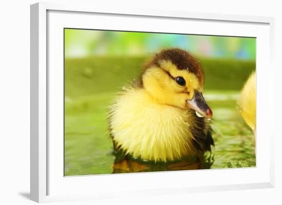 Cute Ducklings Swimming, On Bright Background-Yastremska-Framed Photographic Print