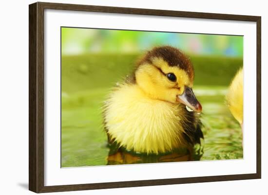 Cute Ducklings Swimming, On Bright Background-Yastremska-Framed Photographic Print