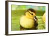 Cute Ducklings Swimming, On Bright Background-Yastremska-Framed Photographic Print