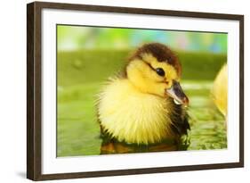 Cute Ducklings Swimming, On Bright Background-Yastremska-Framed Photographic Print