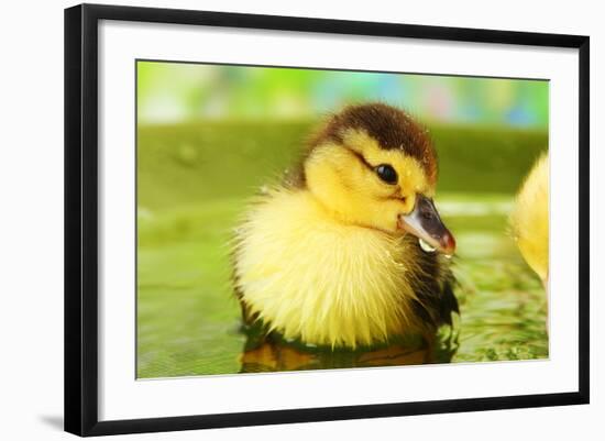 Cute Ducklings Swimming, On Bright Background-Yastremska-Framed Photographic Print
