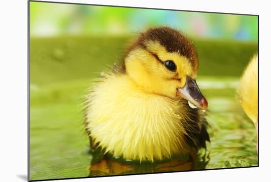 Cute Ducklings Swimming, On Bright Background-Yastremska-Mounted Photographic Print