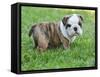 Cute English Bulldog Puppy in the Grass-Willee Cole-Framed Stretched Canvas