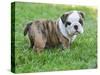 Cute English Bulldog Puppy in the Grass-Willee Cole-Stretched Canvas