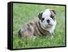 Cute English Bulldog Puppy in the Grass-Willee Cole-Framed Stretched Canvas