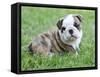 Cute English Bulldog Puppy in the Grass-Willee Cole-Framed Stretched Canvas