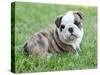 Cute English Bulldog Puppy in the Grass-Willee Cole-Stretched Canvas