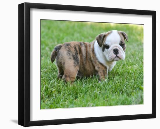 Cute English Bulldog Puppy in the Grass-Willee Cole-Framed Photographic Print