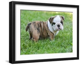 Cute English Bulldog Puppy in the Grass-Willee Cole-Framed Photographic Print