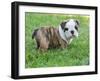 Cute English Bulldog Puppy in the Grass-Willee Cole-Framed Photographic Print