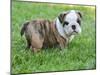 Cute English Bulldog Puppy in the Grass-Willee Cole-Mounted Photographic Print