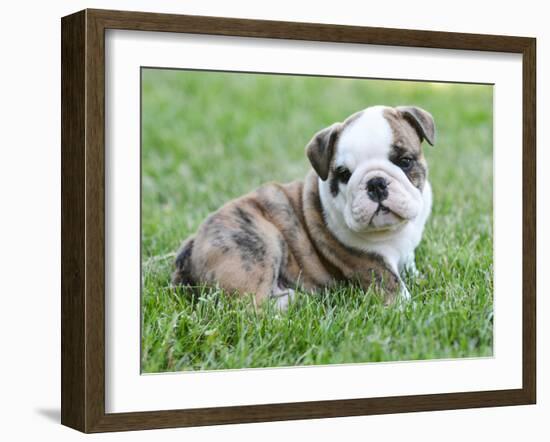 Cute English Bulldog Puppy in the Grass-Willee Cole-Framed Photographic Print