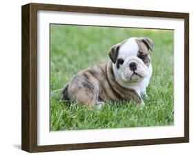 Cute English Bulldog Puppy in the Grass-Willee Cole-Framed Photographic Print