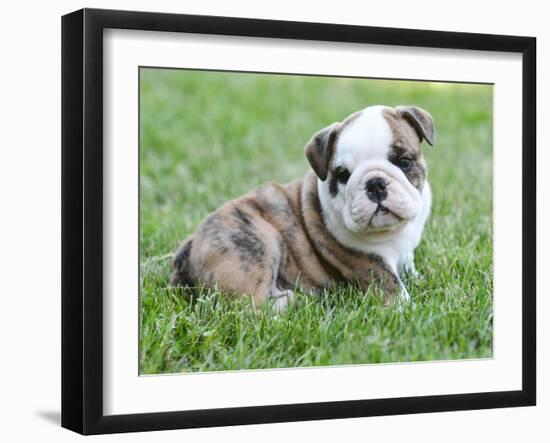 Cute English Bulldog Puppy in the Grass-Willee Cole-Framed Photographic Print