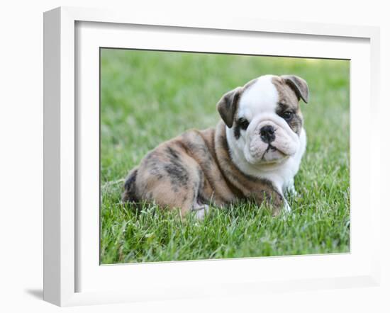 Cute English Bulldog Puppy in the Grass-Willee Cole-Framed Photographic Print